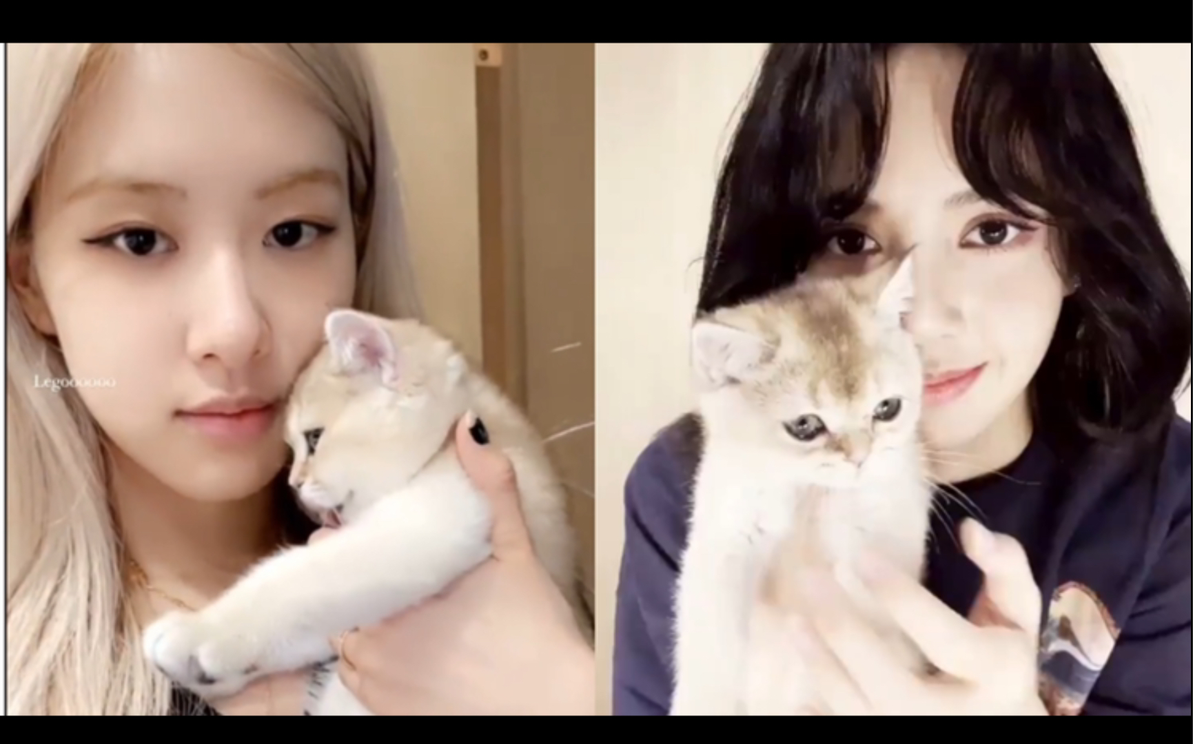 lisa,rosé在线吸猫 新宠lego上位成功!