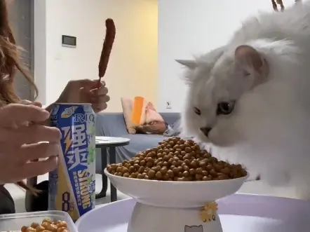 猫：你盐津虾了吗