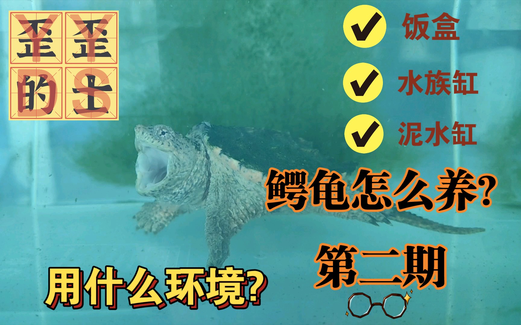 【浅谈一下小鳄龟怎么养】第二期环境篇,大佬轻喷,分享观点.哔哩哔哩bilibili