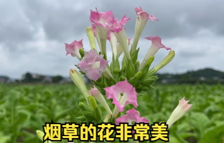 种植烟草真是个辛苦活,烟草的花也是非常美哔哩哔哩bilibili