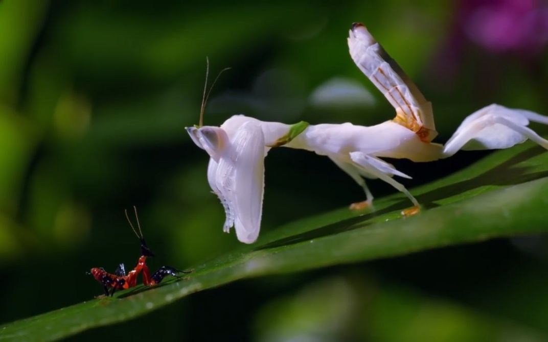 兰花螳螂图片捕食图片