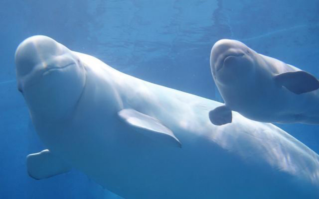 【治愈向】快来吸可爱的海洋动物!_哔哩哔哩_bilibili