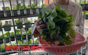 下载视频: 阳台盆栽蔬菜，北阳台有机青菜采摘，完全够一家三口日常所需。