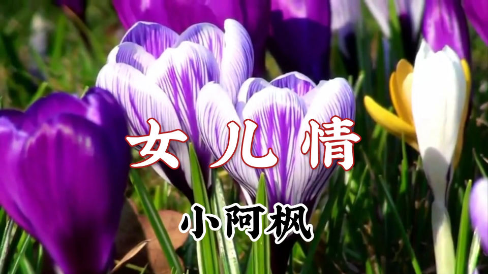 小阿枫这首女儿情唱出了不一样的感觉