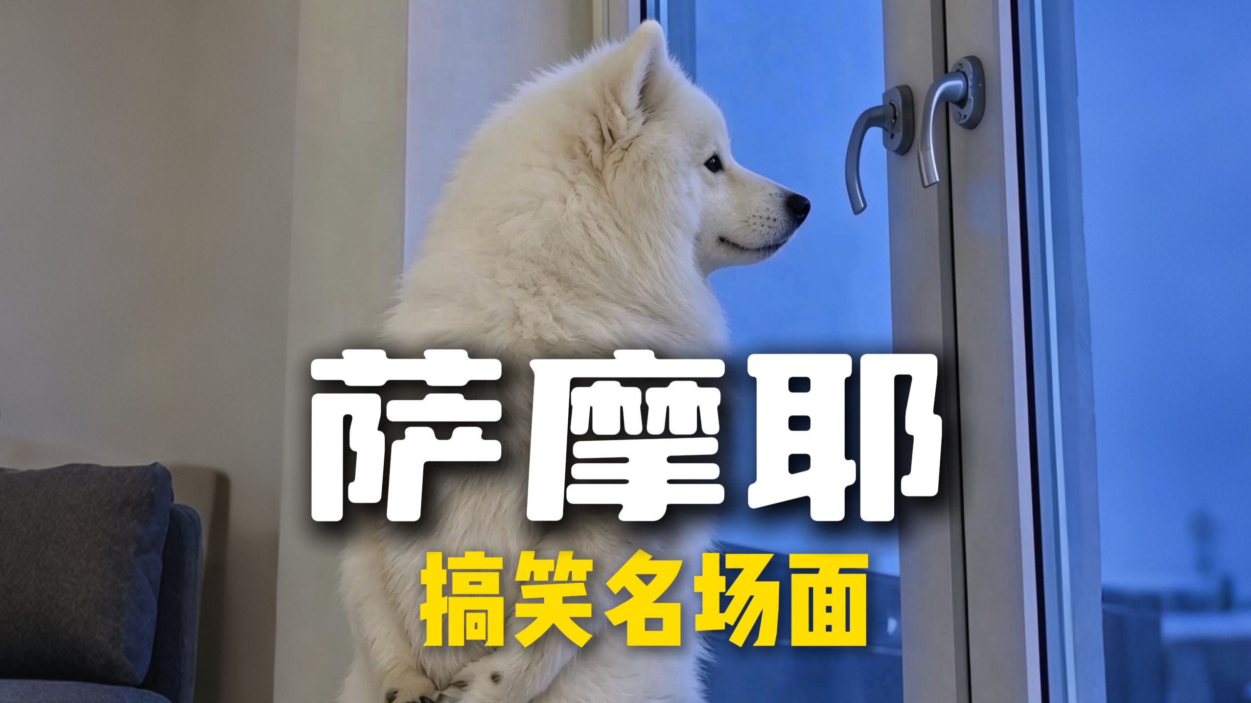 萨摩耶搞笑名场面