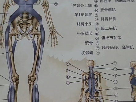 【人体结构功能修复】第一次在b站发视频,求关注!