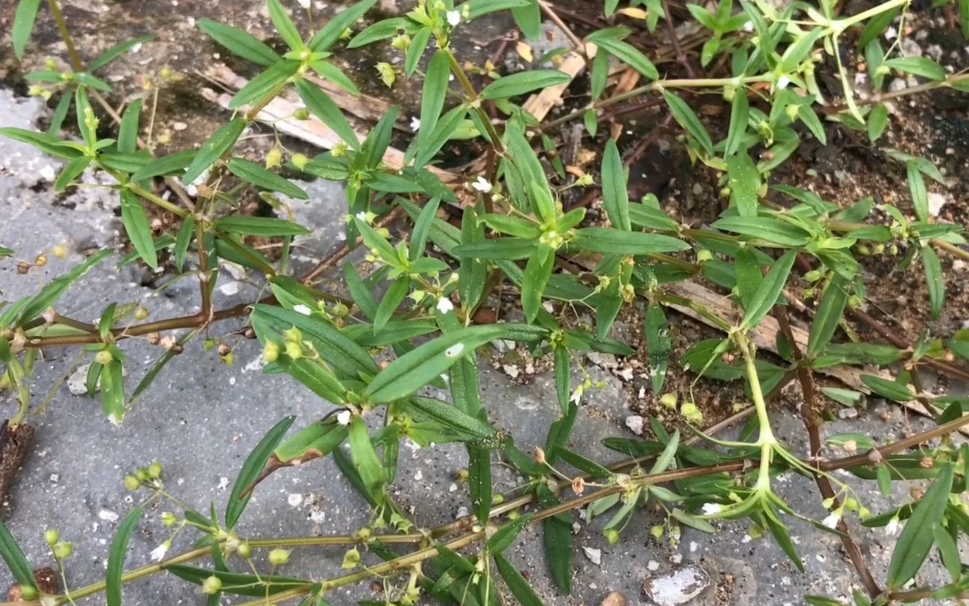 治烫伤特效草药图片图片