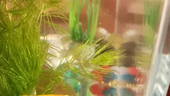 青鳉 金鱼藻开花 哔哩哔哩 Bilibili