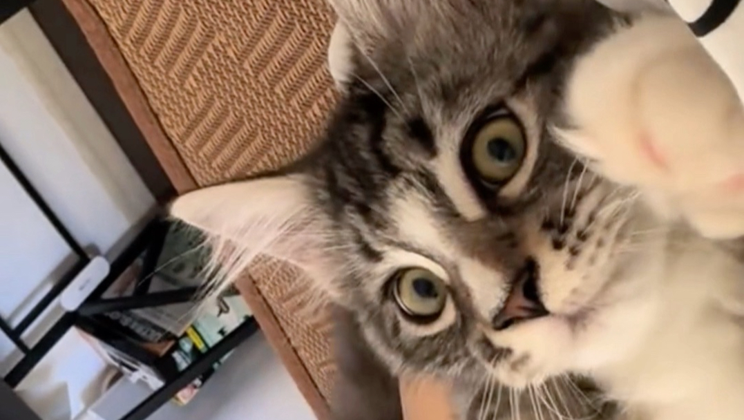 第一次被小猫撒娇迷住了