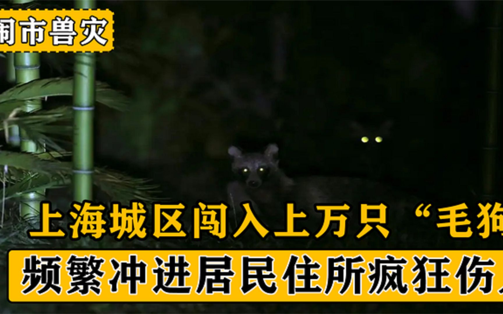 上海城区闯入上万只毛狗,冲进民宅疯狂伤人,闹市为何突遭兽灾?哔哩哔哩bilibili