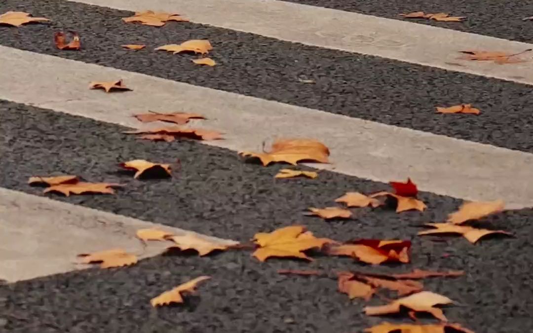 [图]“一声梧桐一声秋，一场秋雨一场凉，都说秋天适合思念，其实更适合见面，梧桐叶落满了南京城，我们去看”