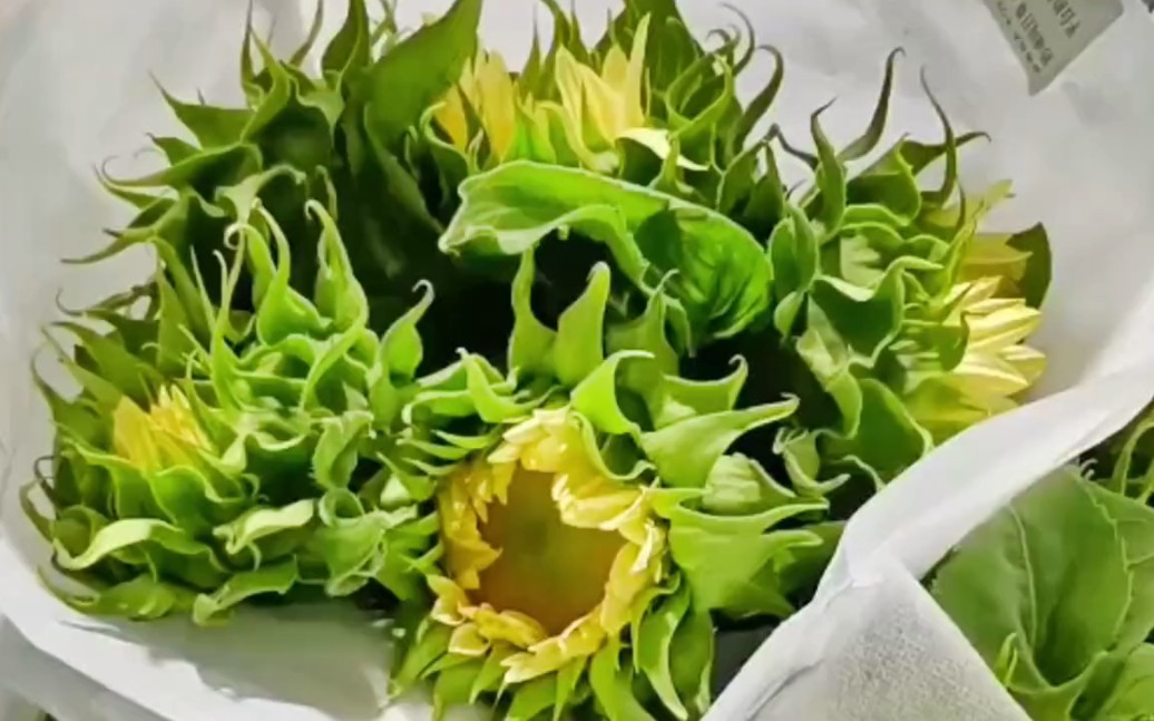 奶油向日葵/绿心迷你向日葵/黑心向日葵