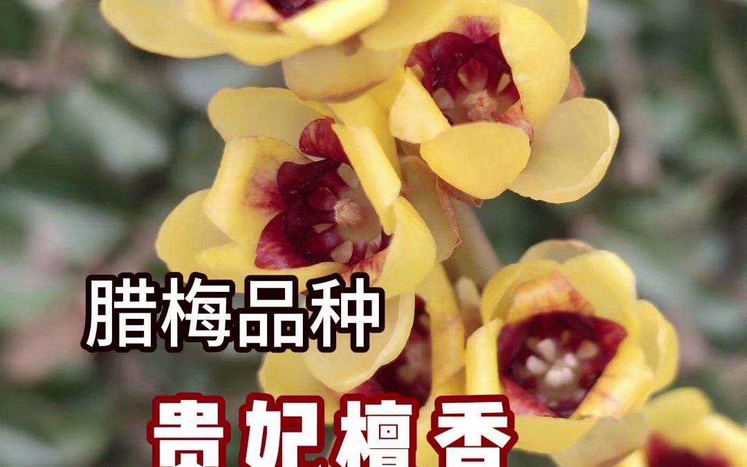 一个因花色明艳出圈的名贵腊梅品种:贵妃檀香