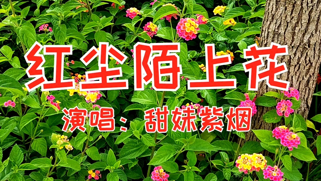 [图]请欣赏一首好听的歌曲《红尘陌上花》