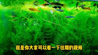 Download Video: 史上最容易养活生长最快的水草，水草缸烦恼水草长的太慢的福音！