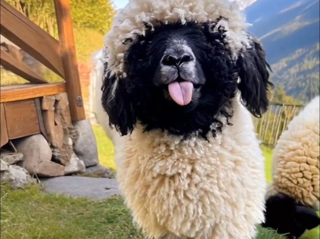 瓦莱黑鼻羊,世界上最可爱的羊