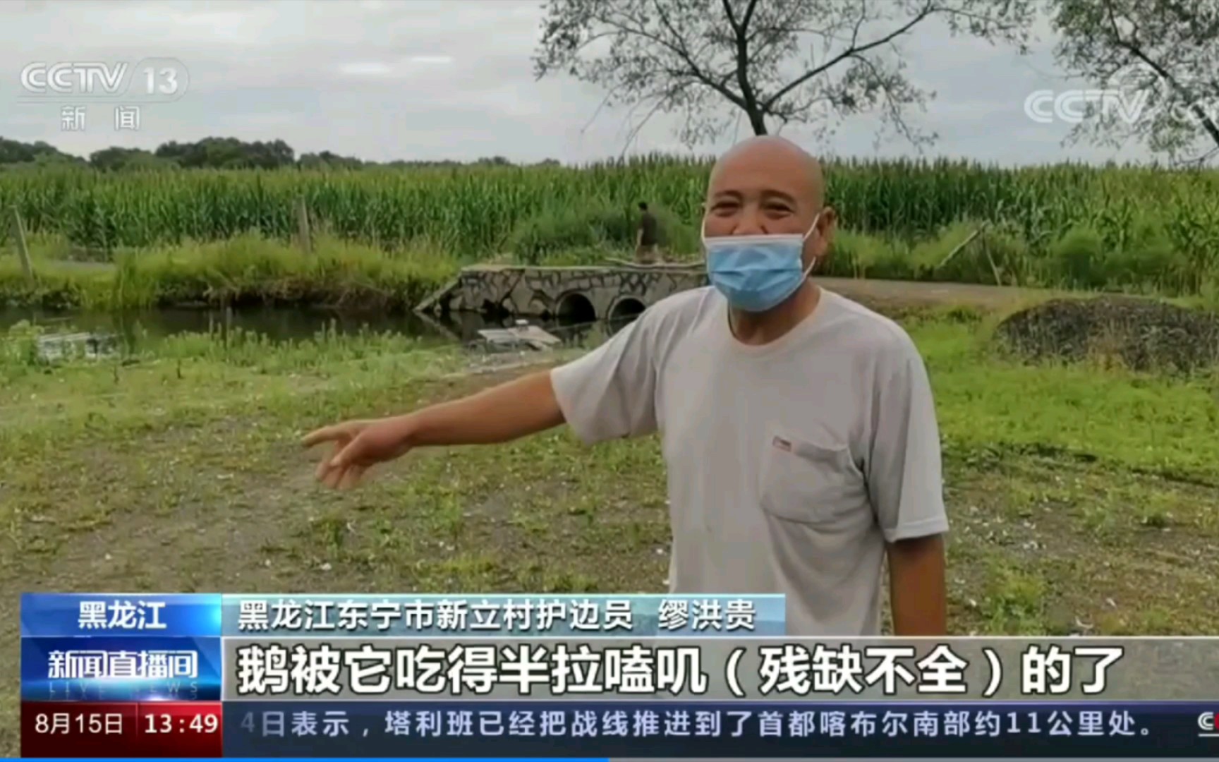 神秘东北野狸子,半夜潜入农家大院捞大鹅.被人追赶至包谷地,已经啃的半拉喀叽的了!哔哩哔哩bilibili