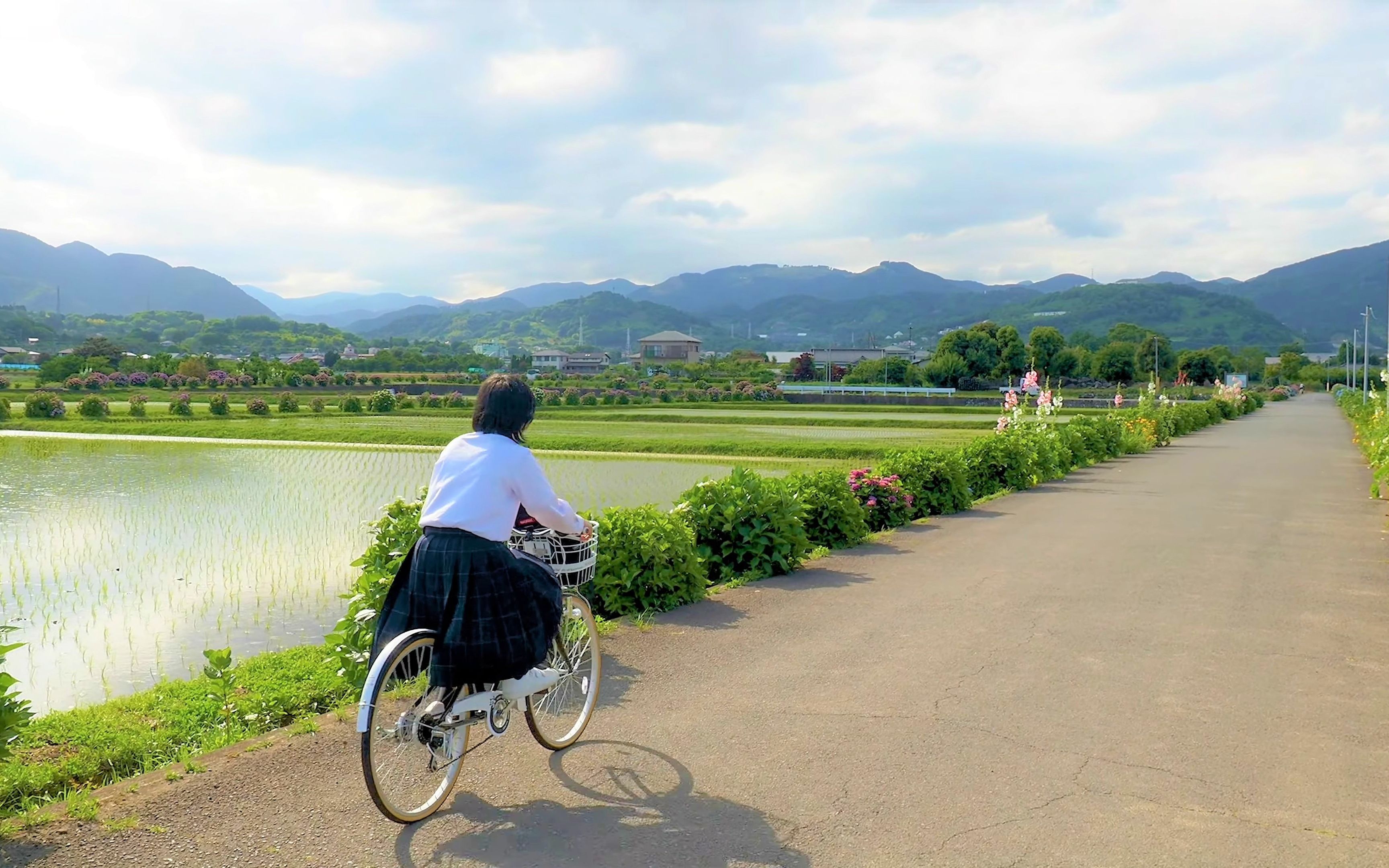 [图]【4K】稻田里盛开的蜀葵和绣球花