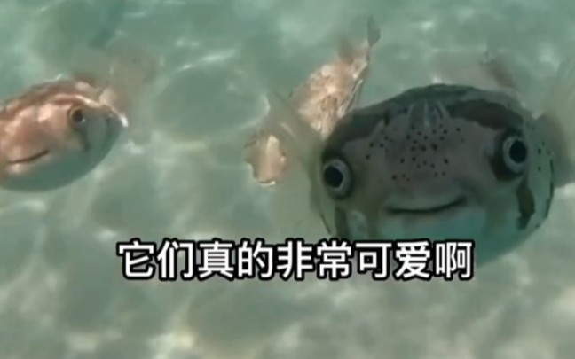 海洋生物的隐藏小机关哔哩哔哩bilibili