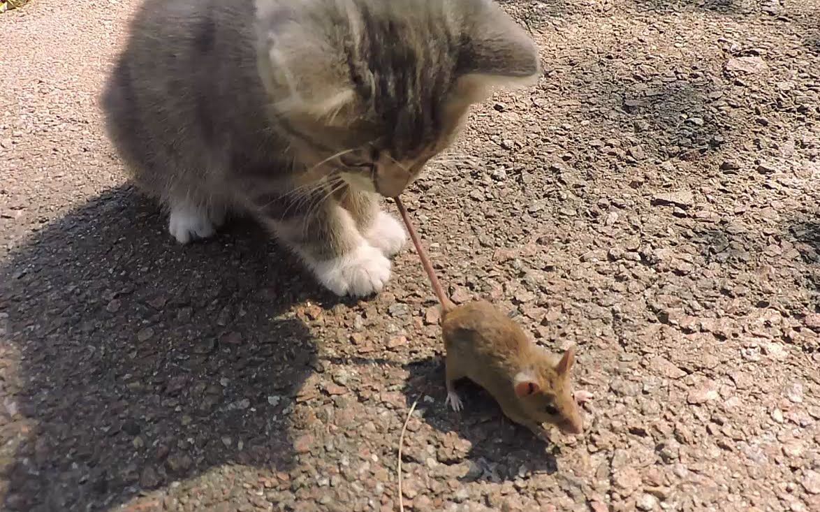 [图]为什么别人家的猫都这么优秀！我家可能养了一只假猫