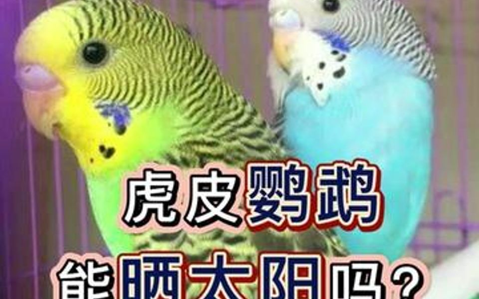 虎皮鹦鹉能晒太阳吗哔哩哔哩bilibili