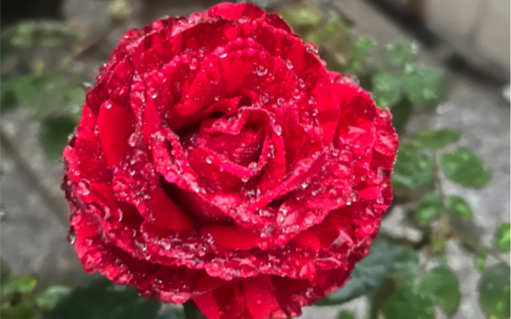 分享月季 红色直觉 超级美