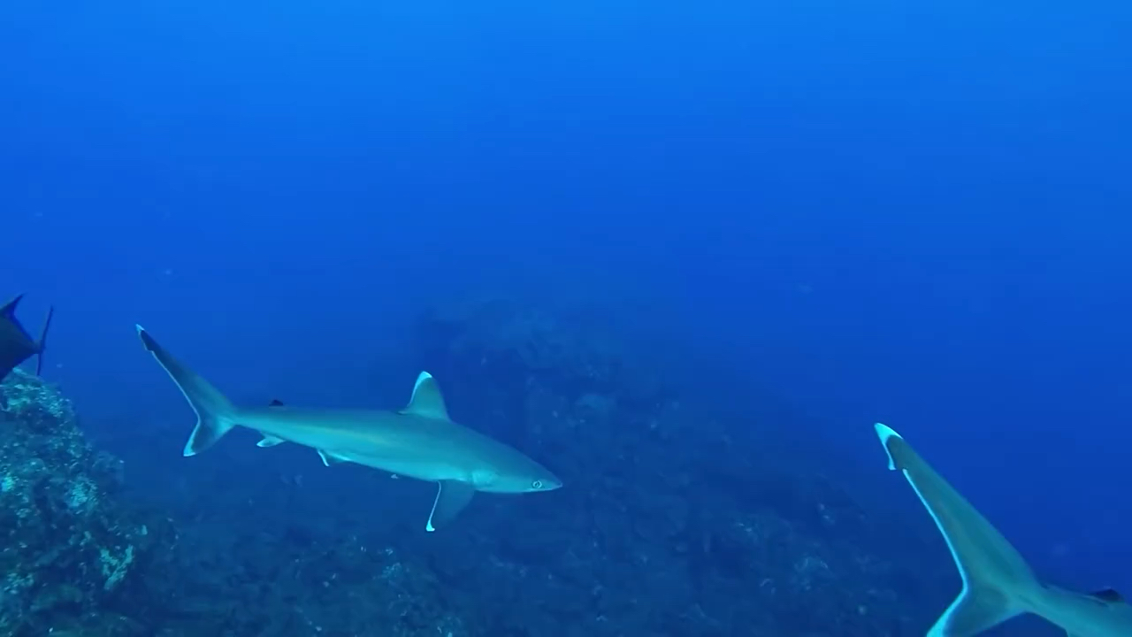 carcharhinus albimarginatus白边真鲨