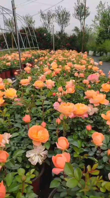 网红月季花,果汁阳台.