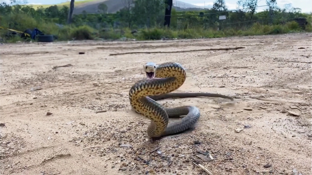 近距离看东部拟眼镜蛇!