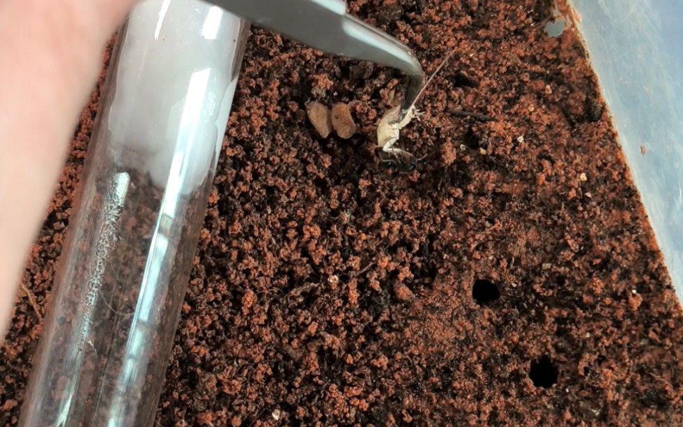 扁头猛蚁接食