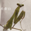【与螳共舞10】稀有的绿色个体「棕静螳螂」羽化成功,本系列重启