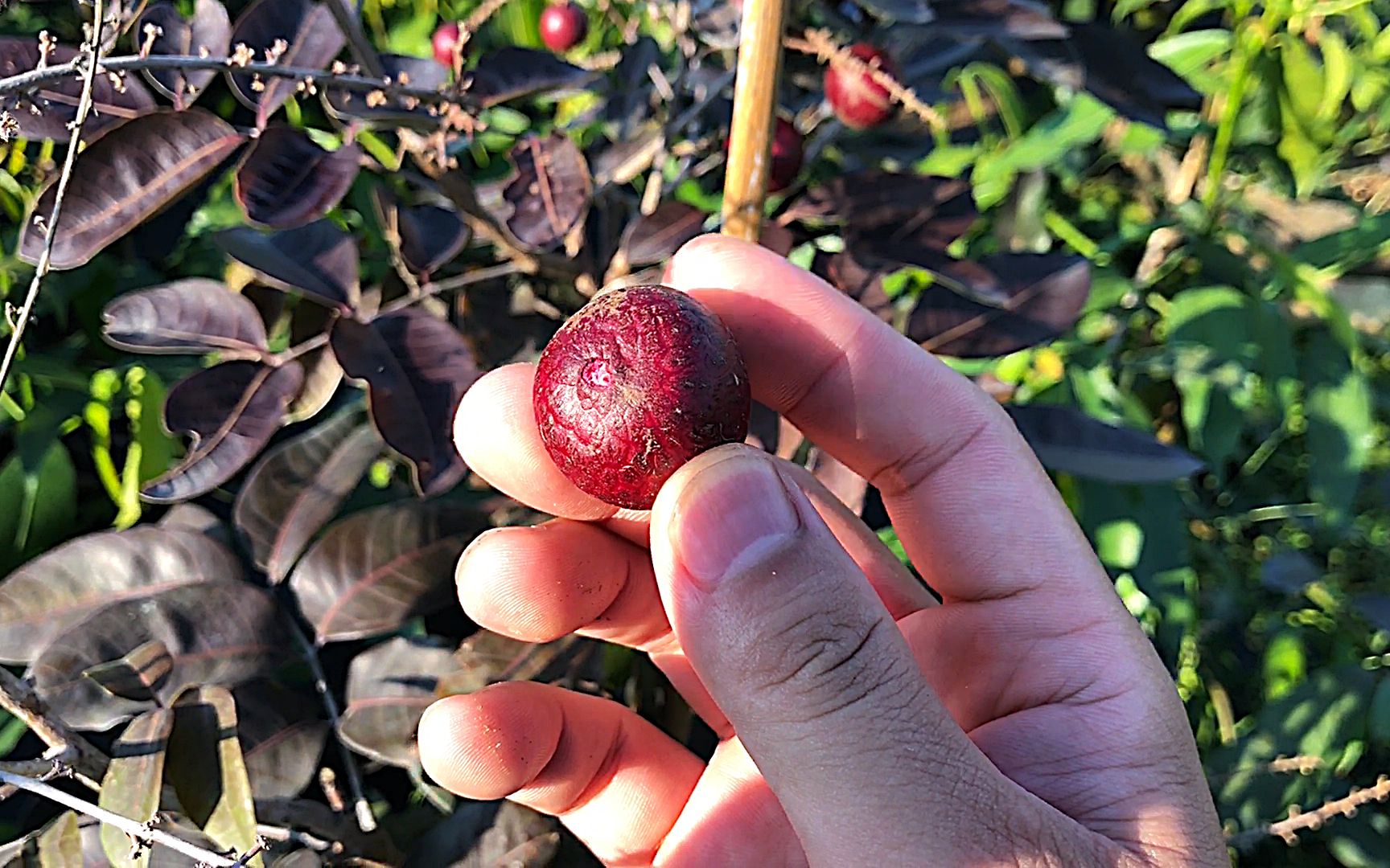 泰国引进的新品种,红皮龙眼是染色的吗?