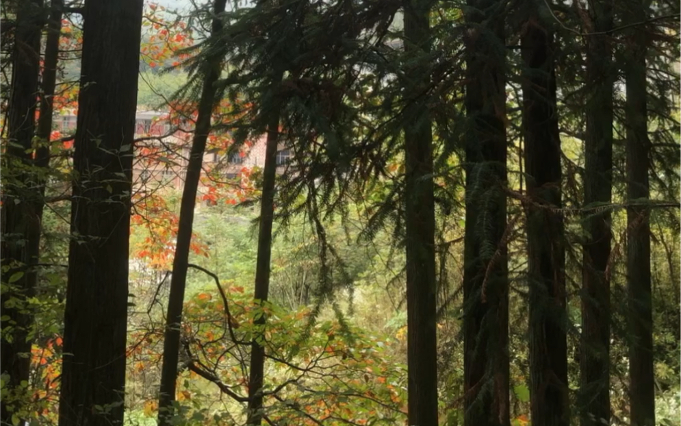 [图]秋天的风景