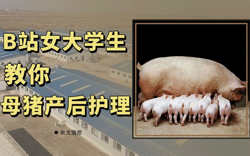 母猪的产后护理封面图片