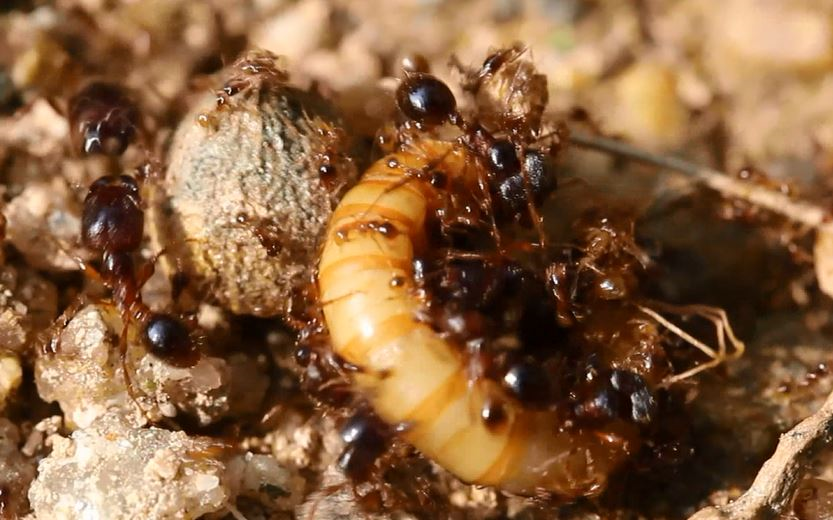 近缘巨首蚁carebaraaffinis捕食黄粉虫