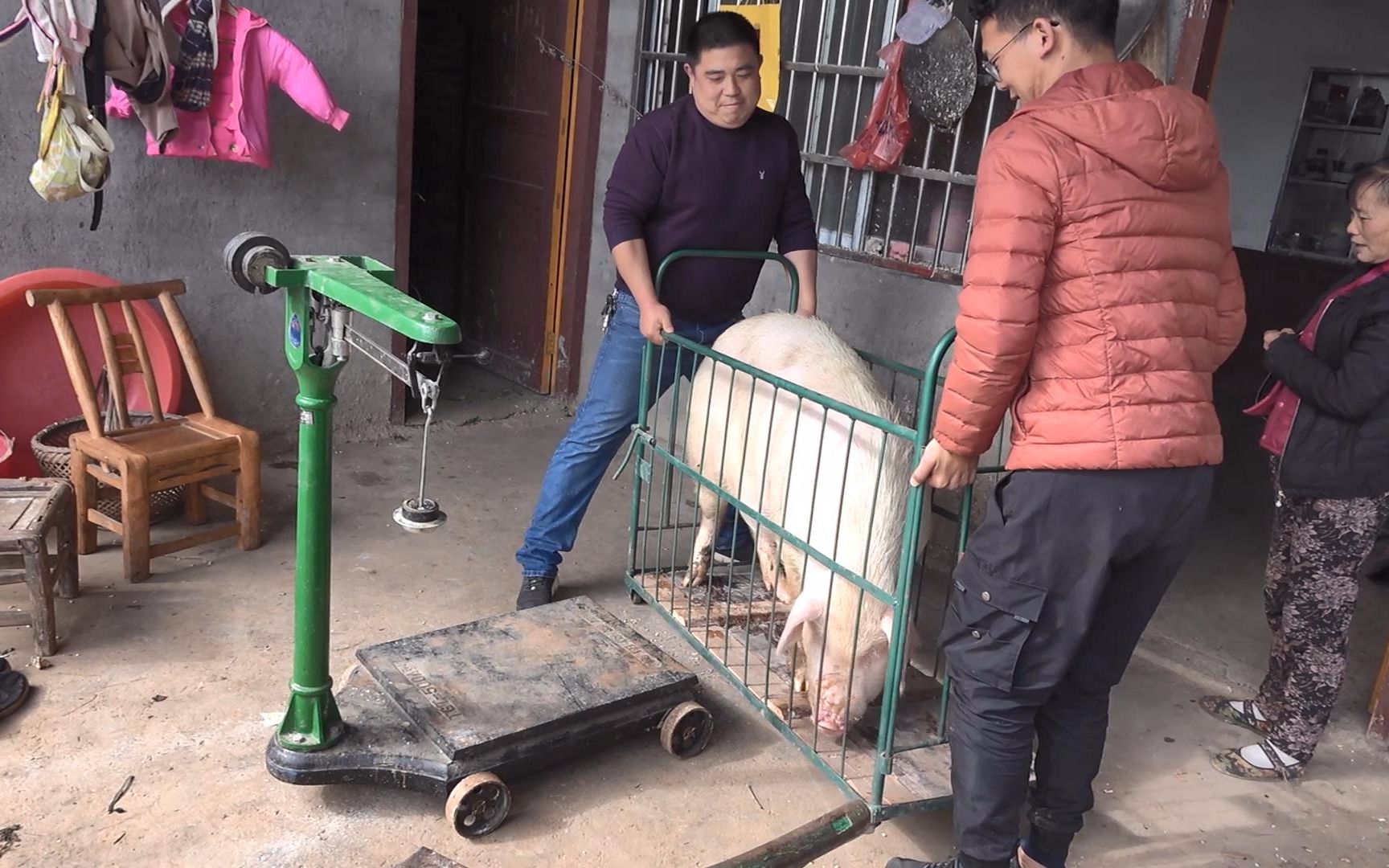 农村大哥买两头猪9000多,区别在于吃粮食长大的,大家觉得划算吗