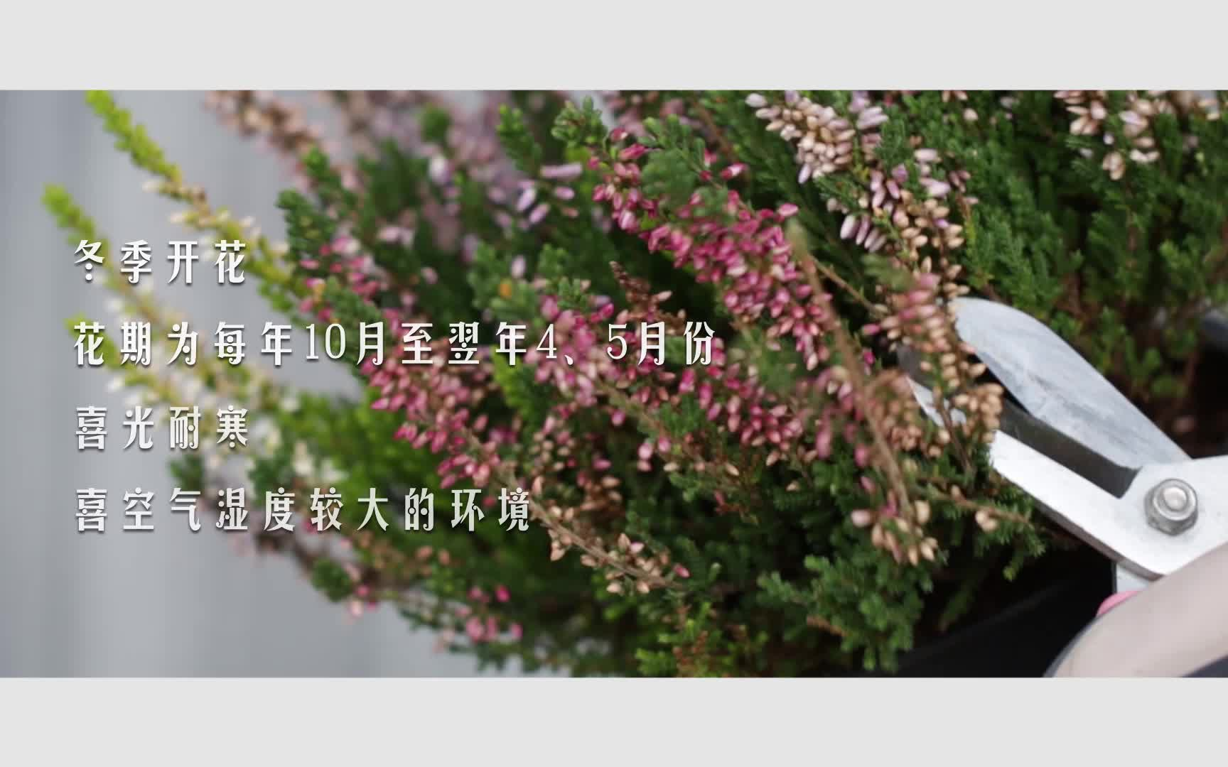 花也视频 | 网红植物帚石楠哔哩哔哩bilibili