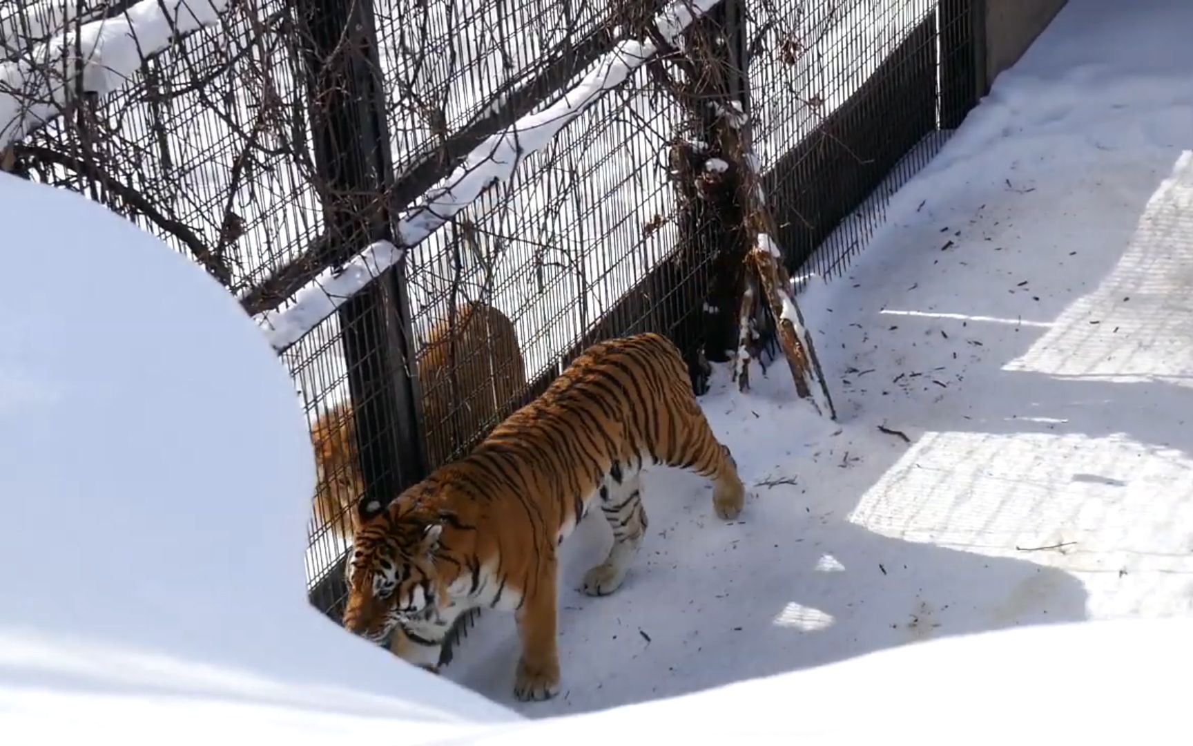 猫科之王东北虎有多大?肩高体长秒杀了隔壁的非洲狮王!