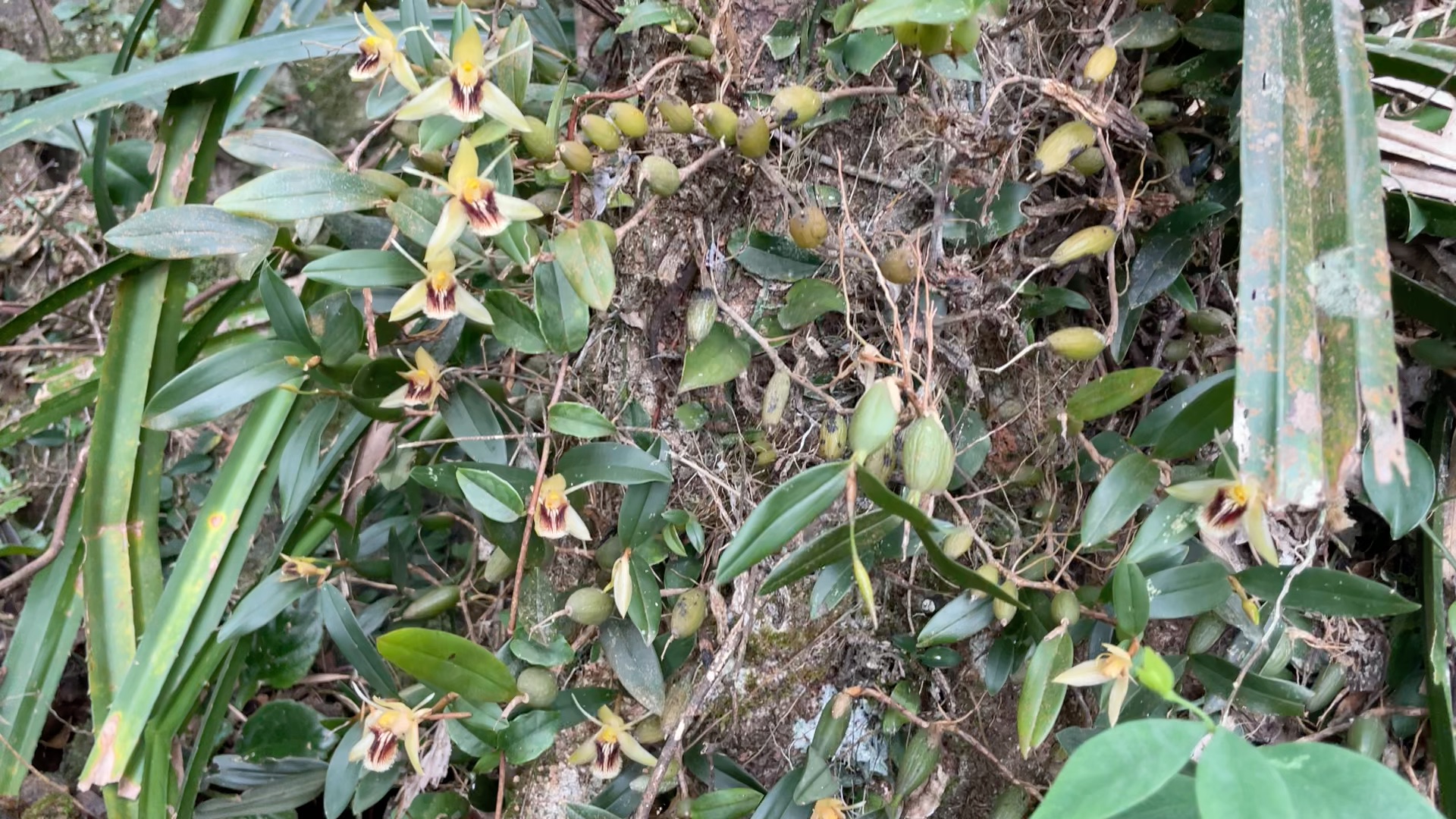 初冬的深圳山野,闭着眼睛走都会遇到的流苏贝母兰