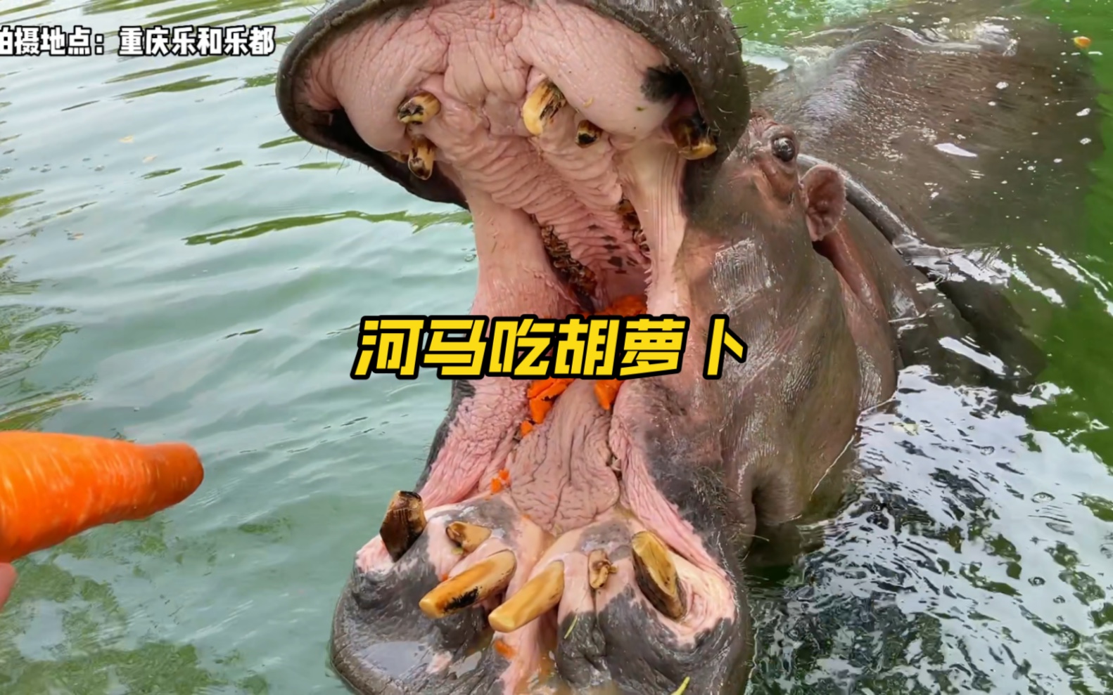 这个只能怪河马牙缝太宽,不能怪我哈_哔哩哔哩_bilibili