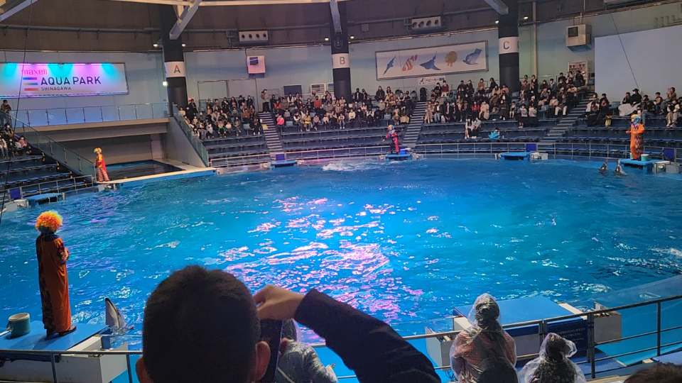 [图]日本品川水族馆海豚表演