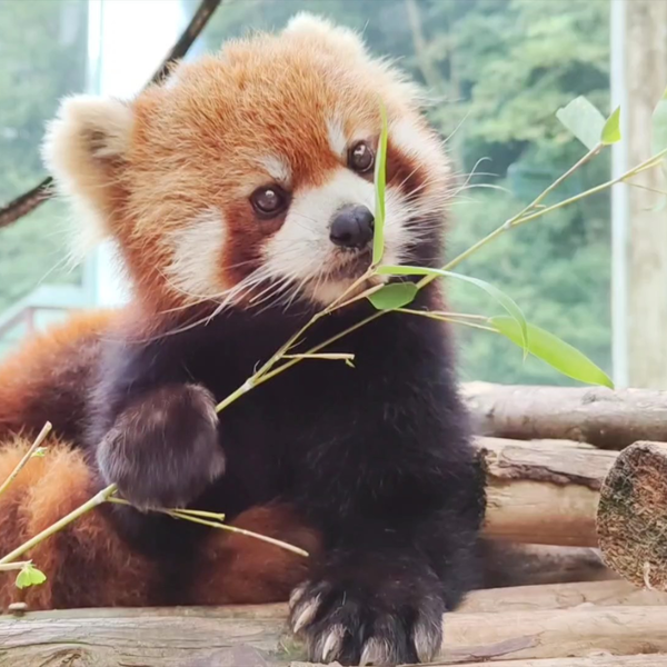 小熊猫 好长一条红色毛毛虫#小熊猫遥遥#小熊猫#redpanda