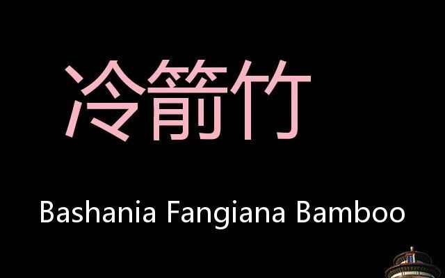 冷箭竹 Chinese Pronunciation Bashania fangiana bamboo哔哩哔哩bilibili