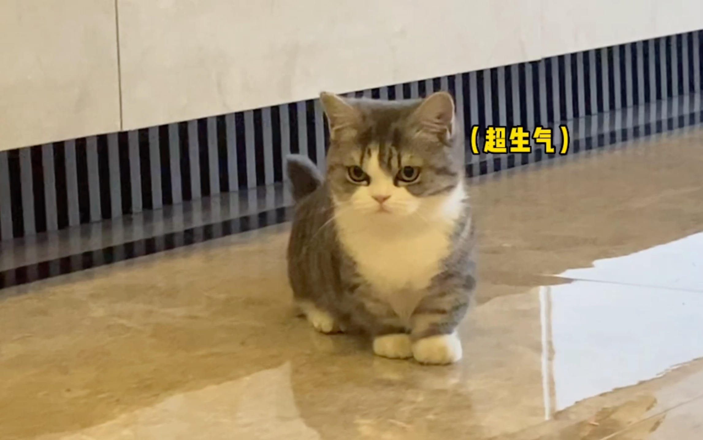 小猫我又不是故意的哔哩哔哩bilibili