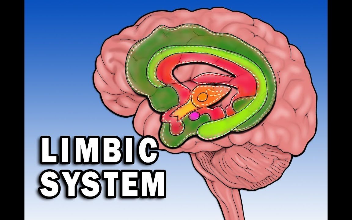第7讲 大脑边缘系统 | 神经解剖学与生理学 | 双语字幕 | 医学英语哔哩哔哩bilibili