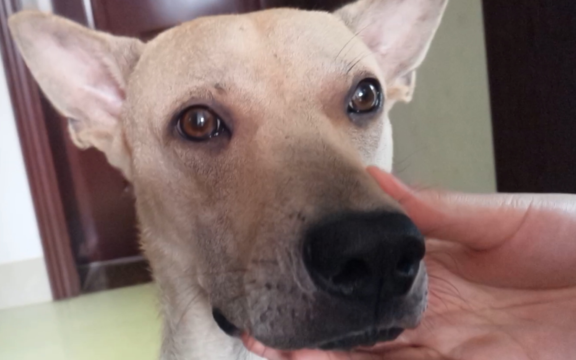 这就是传说中的方嘴狗?