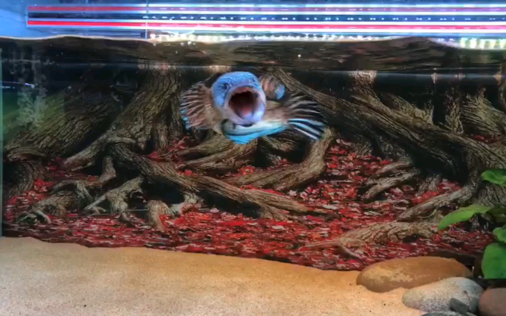 极品眼镜蛇雷龙咬缸