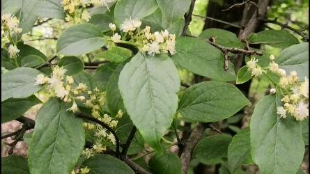 密林中一棵小小的白檀树开花了 花繁叶茂煞是好看 哔哩哔哩 Bilibili