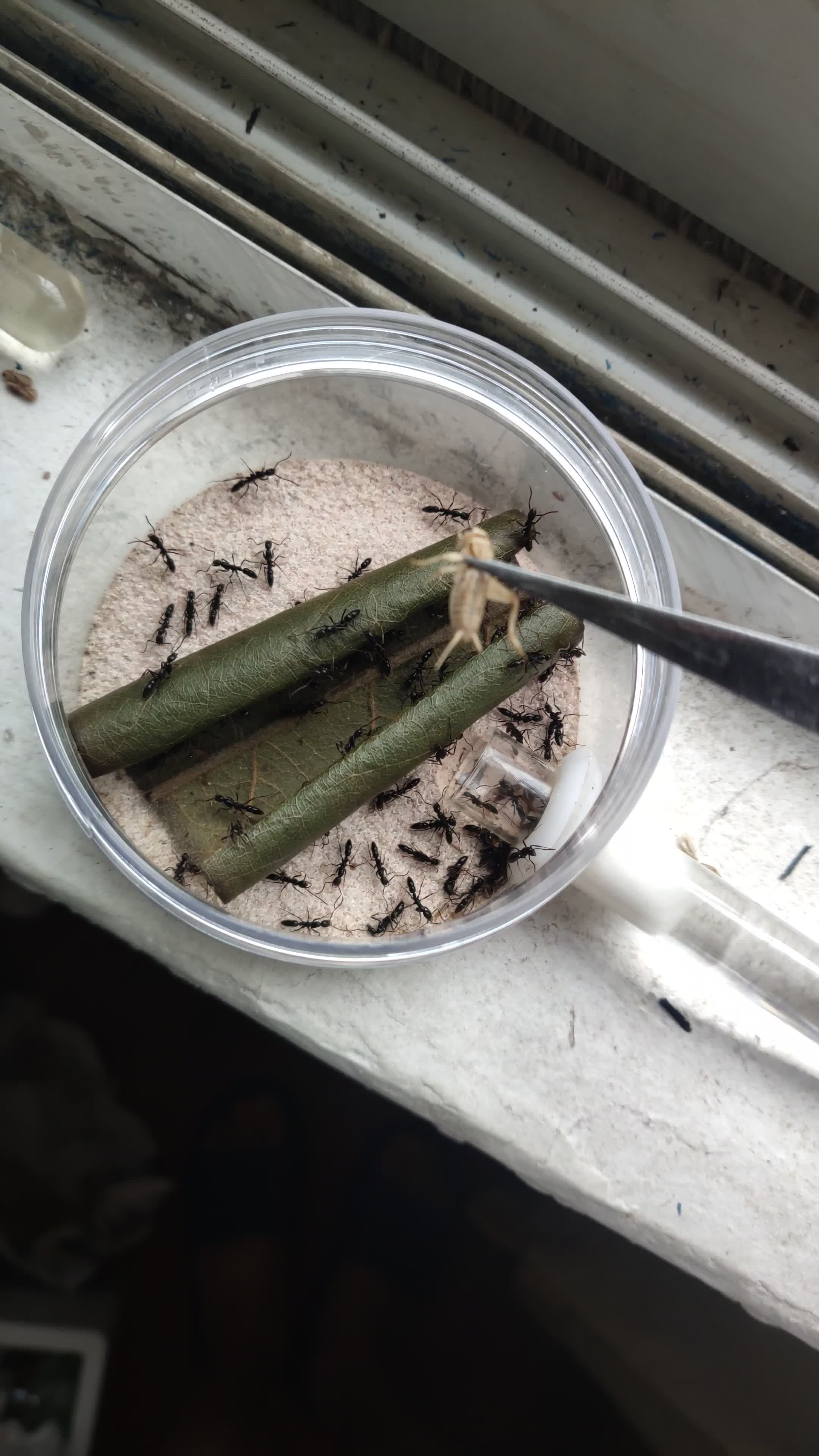 条纹细猛蚁喂食