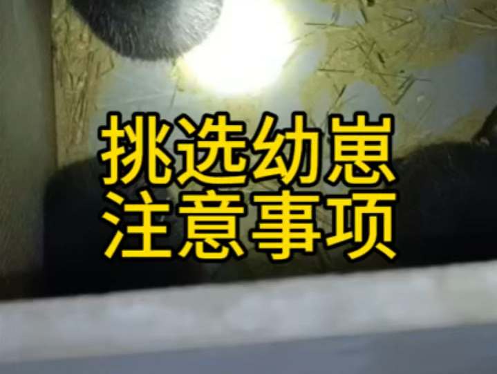 小野狼18年养殖技术老师傅,每次喂完后都会巡查一遍池子,以及挑选幼崽需要注意的一些事项#新农人计划2024 #养殖技术交流 #农村创业养殖哔哩哔哩...